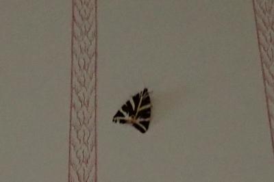 <i>Euplagia quadripunctaria</i>