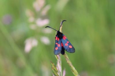 <i>Zygaena trifolii</i>