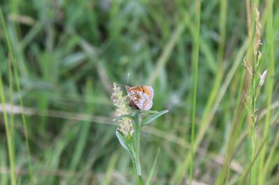 <i>Melitaea parthenoides</i>
