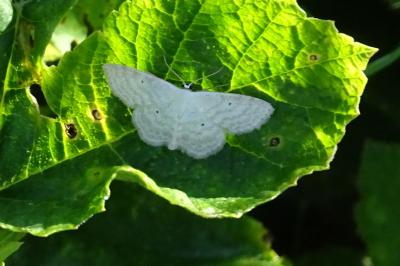 <i>Scopula immutata</i>