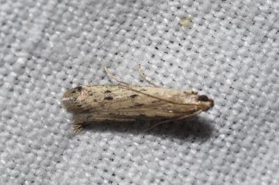 <i>Phycitodes</i>