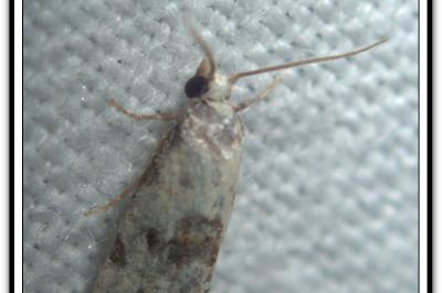 <i>Cochylis hybridella</i>