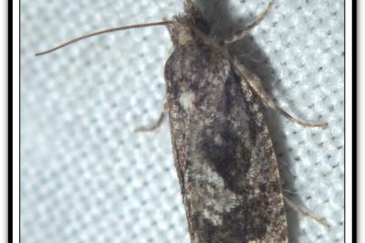 <i>Zeiraphera isertana</i>