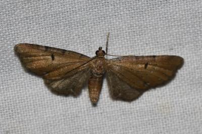 <i>Eupithecia</i>