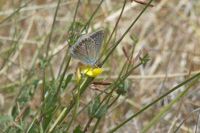 <i>Polyommatus icarus</i>