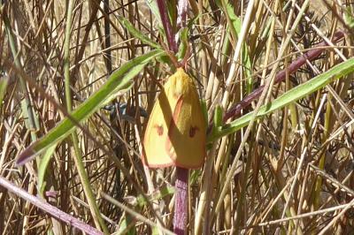 <i>Diacrisia sannio</i>