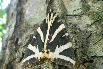 <i>Euplagia quadripunctaria</i>