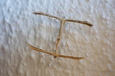 <i>Emmelina monodactyla</i>