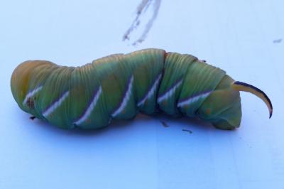 <i>Sphinx ligustri</i>