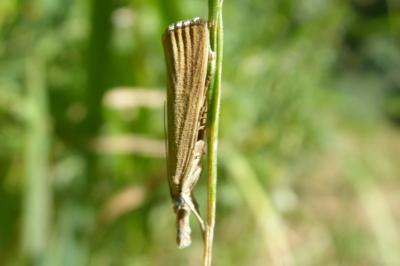 <i>Agriphila straminella</i>