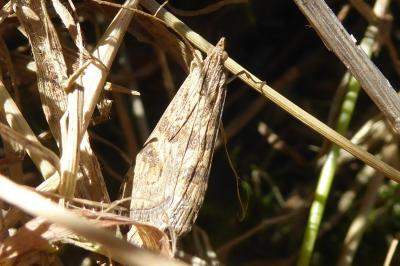 <i>Nomophila noctuella</i>
