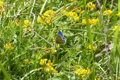 <i>Lysandra bellargus</i>