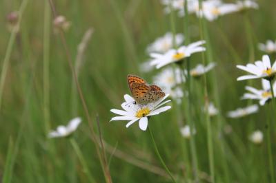 <i>Lycaena tityrus</i>