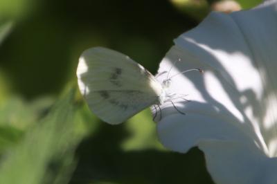 <i>Leptidea sinapis</i>