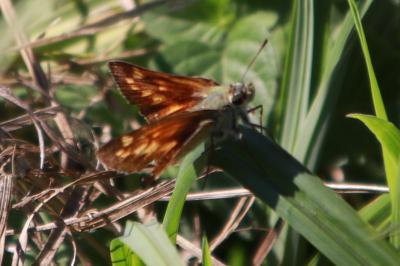 <i>Ochlodes sylvanus</i>