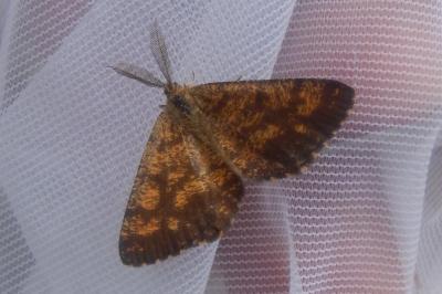 <i>Ematurga atomaria</i>