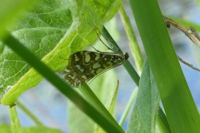 <i>Elophila nymphaeata</i>