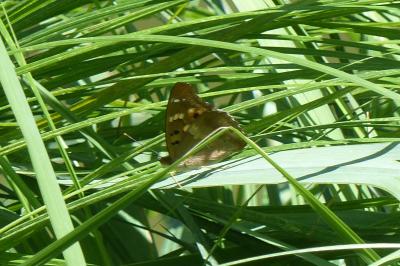 <i>Apatura ilia</i>