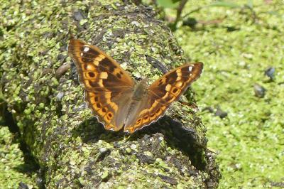 <i>Apatura ilia</i>