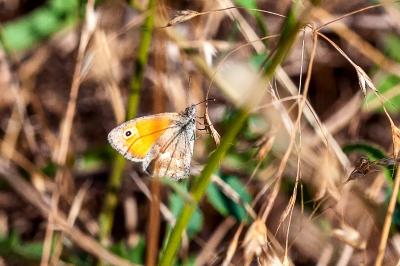 <i>Coenonympha pamphilus</i>