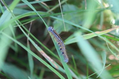 <i>Malacosoma neustria</i>