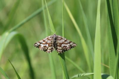 <i>Ematurga atomaria</i>