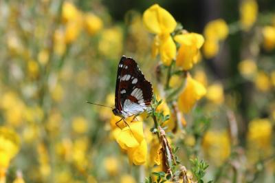 <i>Limenitis reducta</i>
