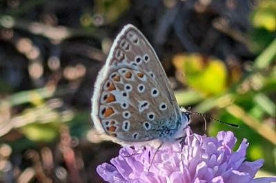 <i>Polyommatus icarus</i>