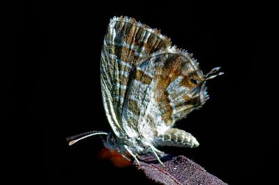 <i>Cacyreus marshalli</i>