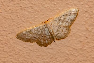 <i>Idaea</i>