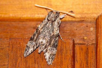 <i>Agrius convolvuli</i>