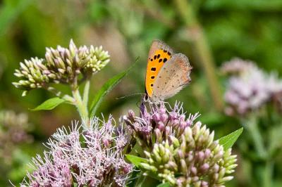 <i>Lycaena phlaeas</i>