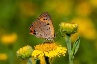 <i>Lycaena phlaeas</i>