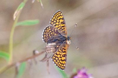 <i>Melitaea cinxia</i>