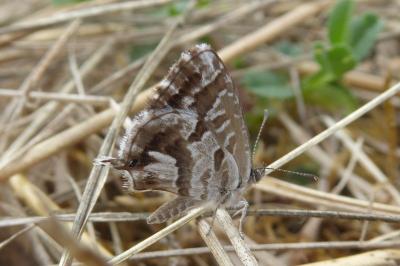 <i>Cacyreus marshalli</i>