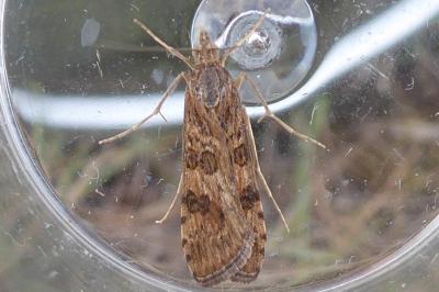 <i>Nomophila noctuella</i>