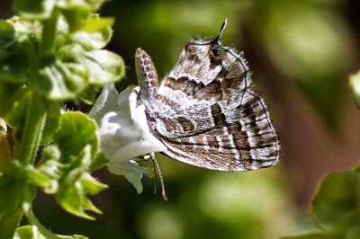 <i>Cacyreus marshalli</i>
