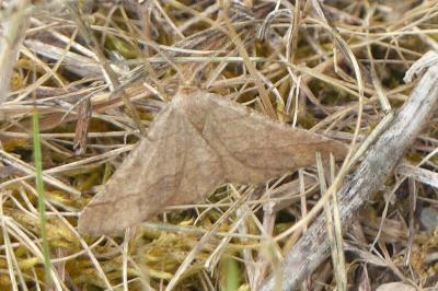 <i>Isturgia murinaria</i>