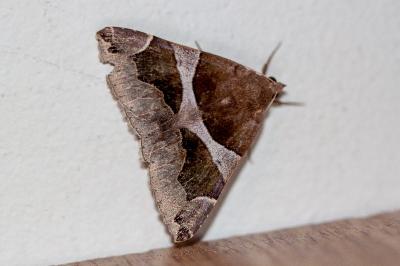 <i>Dysgonia algira</i>