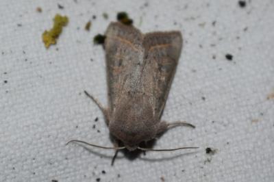 <i>Orthosia gracilis</i>