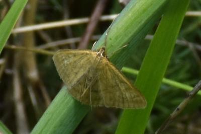 <i>Psammotis pulveralis</i>