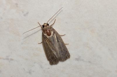 <i>Proxenus hospes</i>