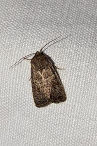 <i>Hoplodrina ambigua</i>