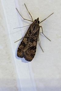 <i>Nomophila noctuella</i>