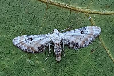 <i>Eupithecia centaureata</i>