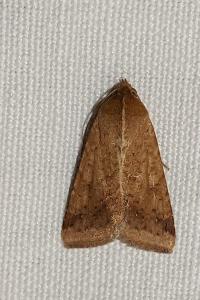 <i>Helicoverpa armigera</i>