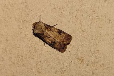 <i>Agrotis puta</i>