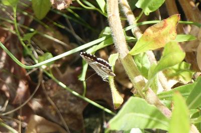 <i>Cacyreus marshalli</i>