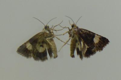 <i>Tyta luctuosa</i>