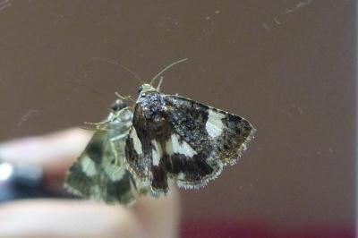 <i>Tyta luctuosa</i>
